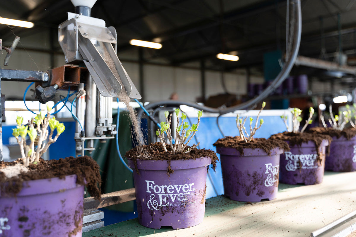 Kwaliteit die blijft bloeien