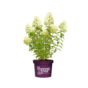 Pluim Hortensia Little