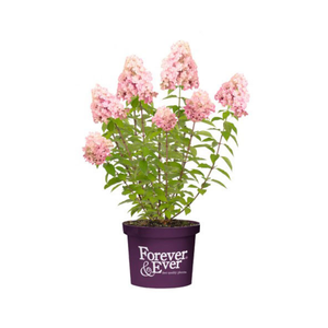 Pluim Hortensia Little