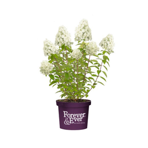 Pluim Hortensia Little