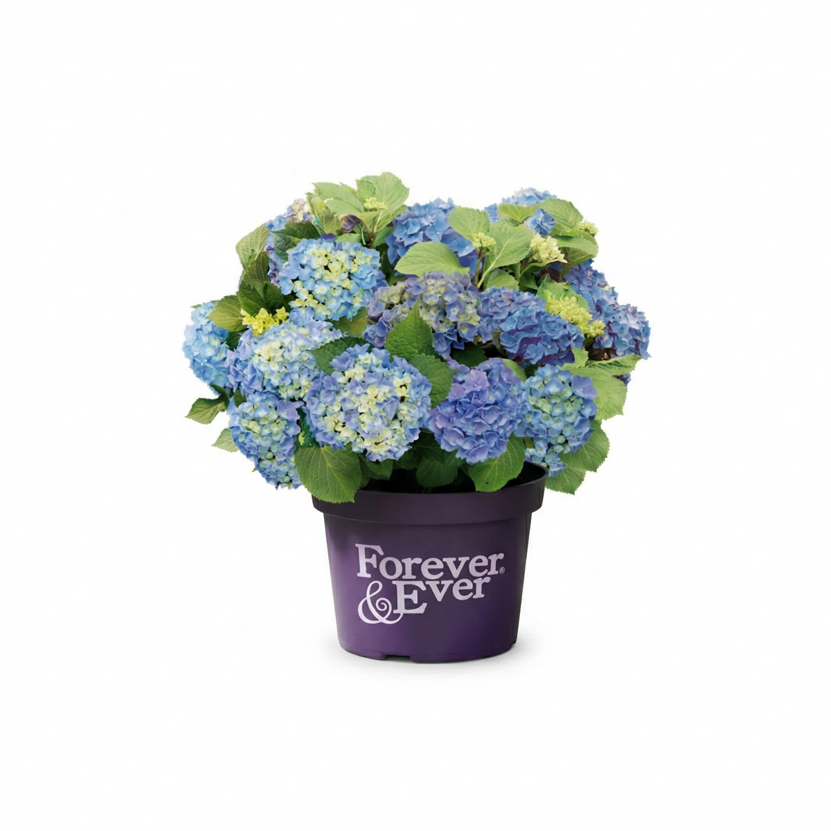 Boeren Hortensia – Forever&Ever® BV