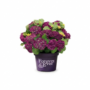 Boeren Hortensia Paars