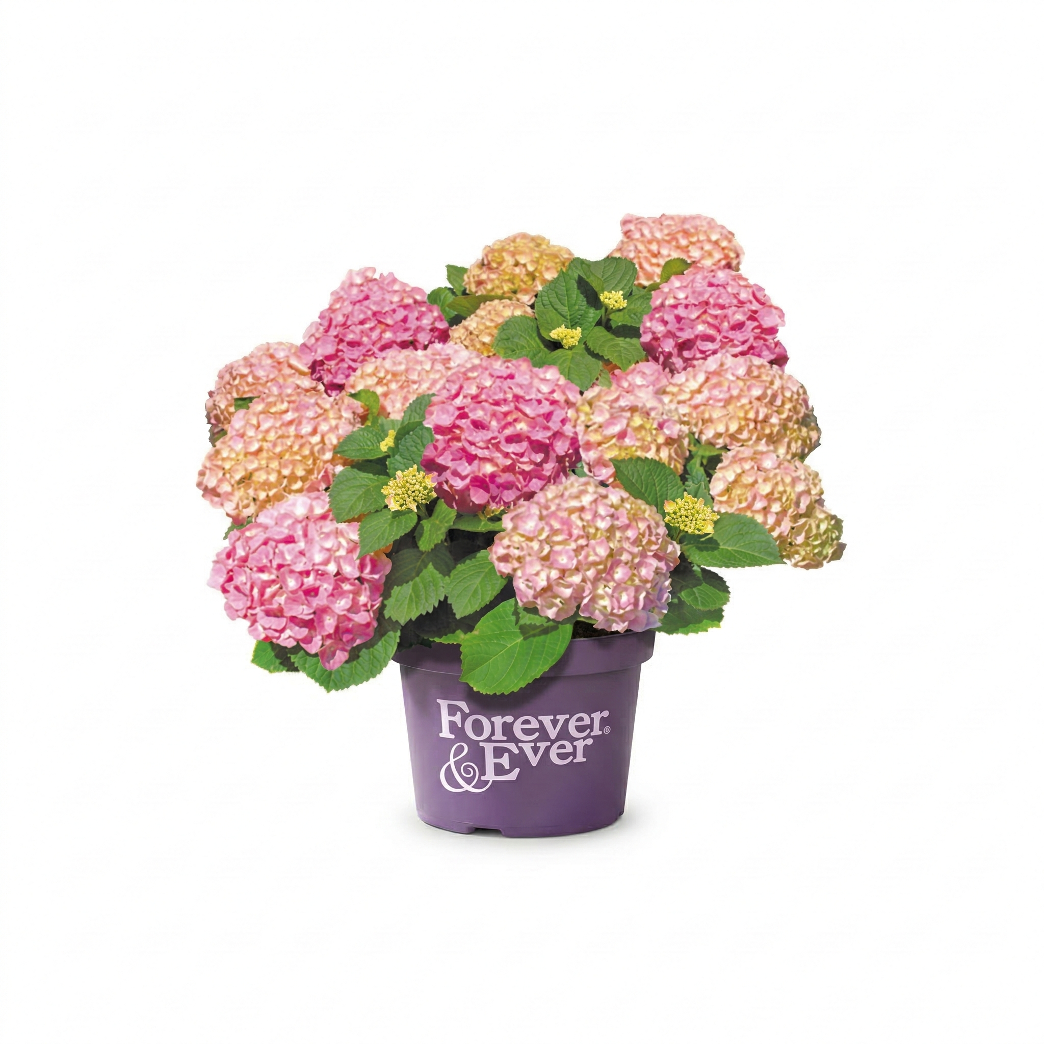 Boeren Hortensia Roze