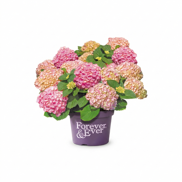 Boeren Hortensia
