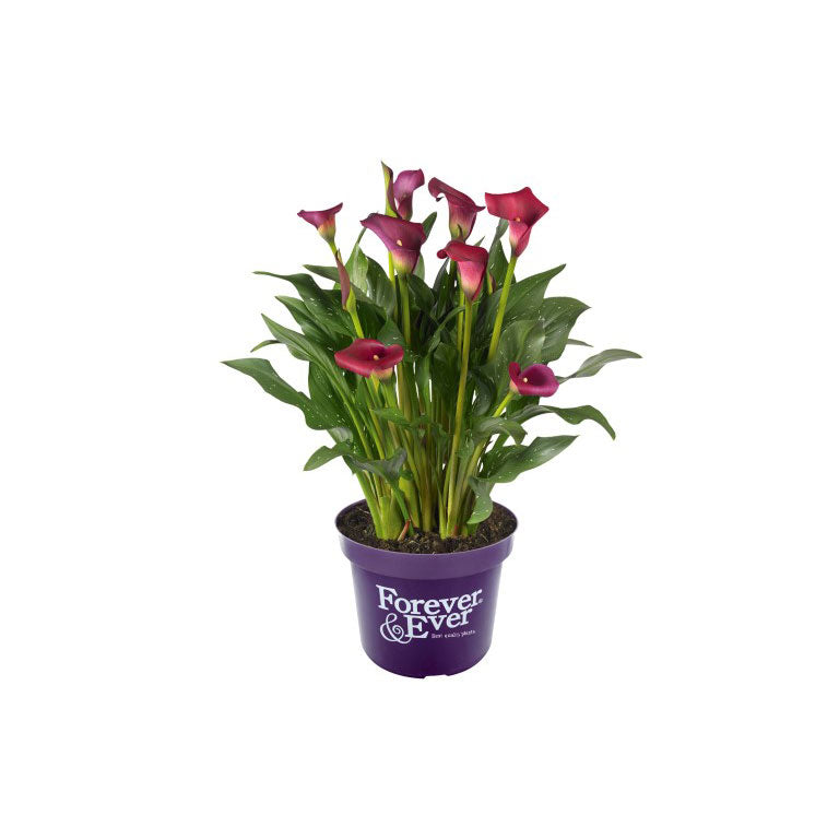 Calla