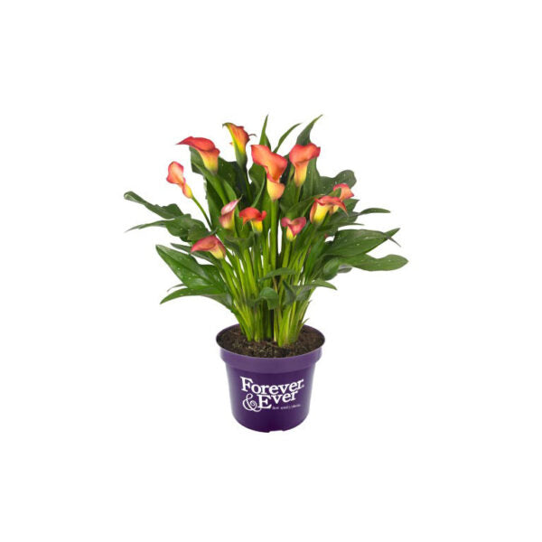 Calla