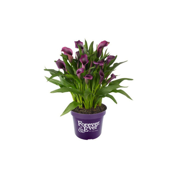 Calla