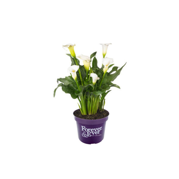 Calla