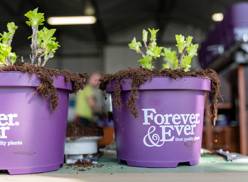 Schenken Sie etwas, das weiter blüht