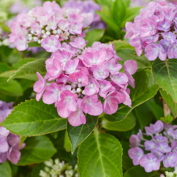 Close up hortensia