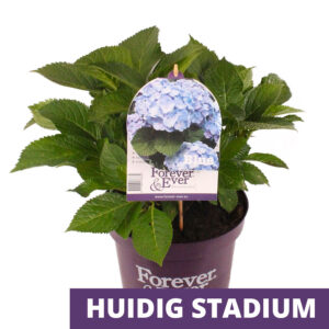 Boeren Hortensia