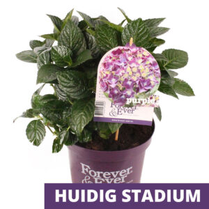 Boeren Hortensia
