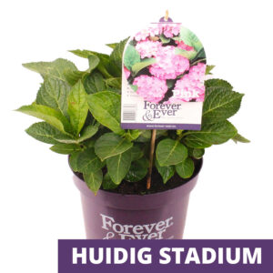 Boeren Hortensia