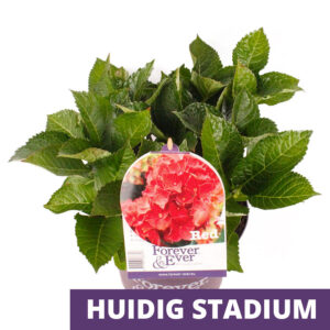 Boeren Hortensia