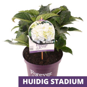 Boeren Hortensia