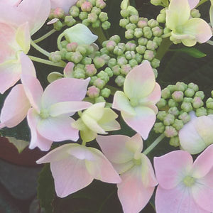 Bauernhortensie Teller