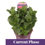 Boeren Hortensia Blue - Afbeelding 2