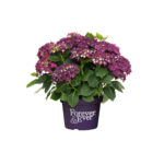 Boeren Hortensia Purple
