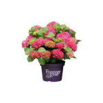 Boeren Hortensia Red
