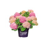 Boeren Hortensia Pink