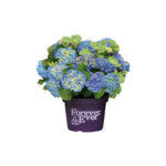 Boeren Hortensia Blue
